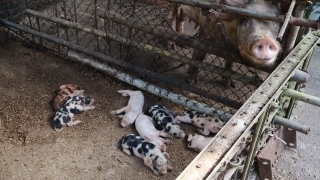 piggery system